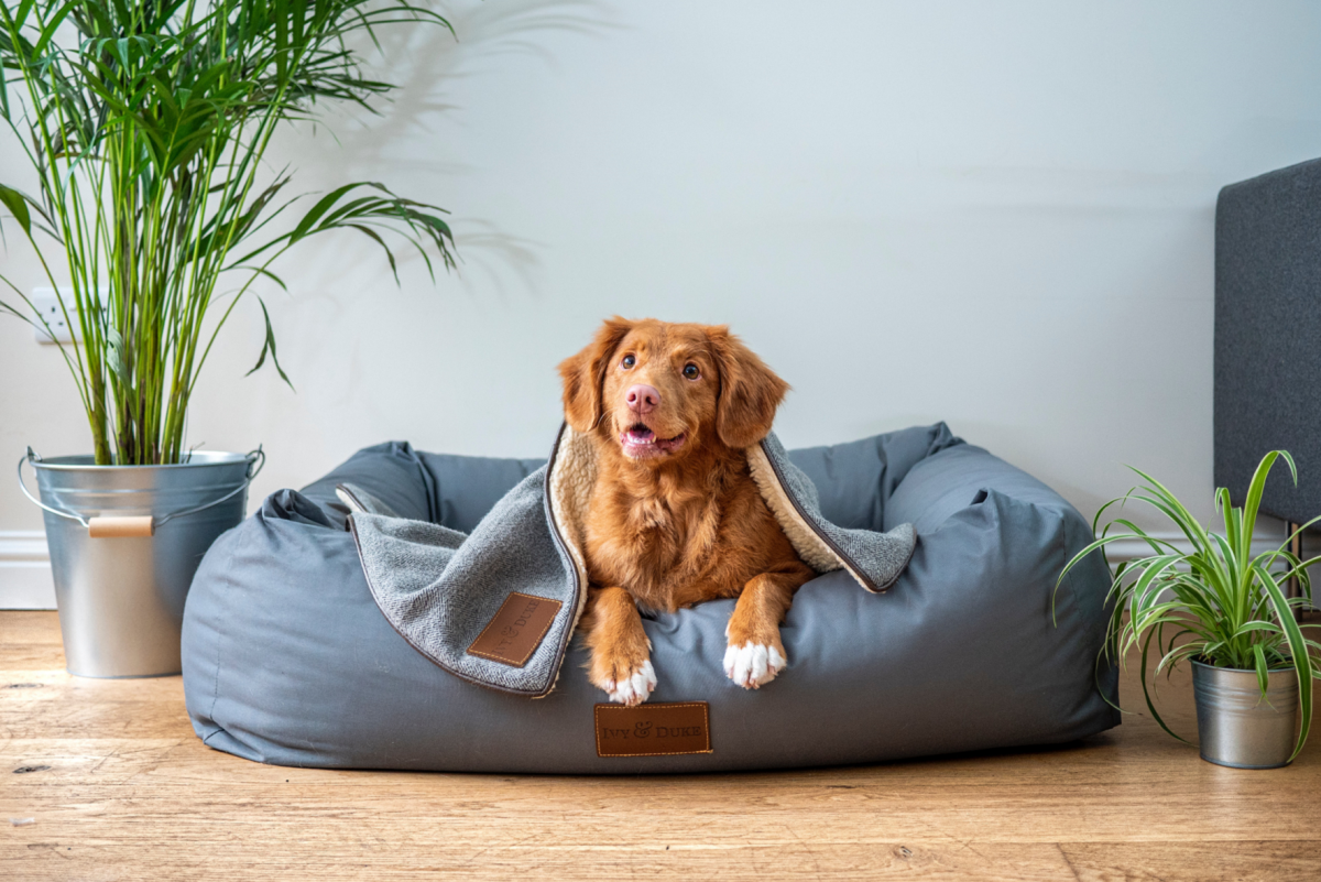 Mogen mijn medewerkers tijdskrediet nemen voor hun hond? 